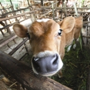 Cow up close